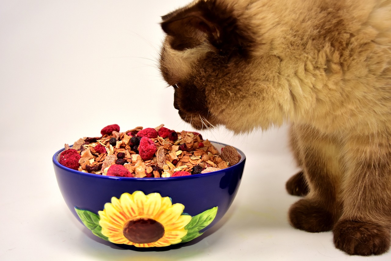 Nutrition du chat : quels sont les conseils à suivre ?