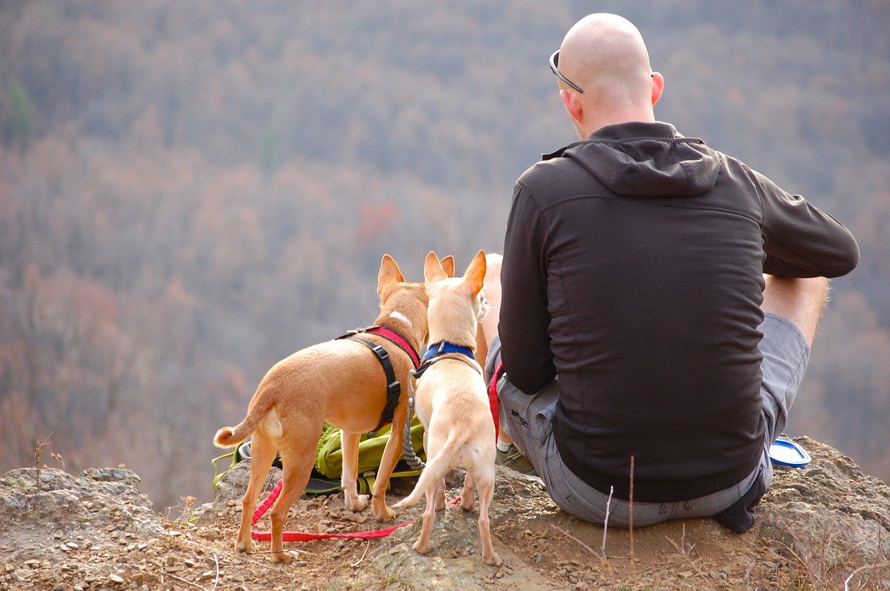 Harnais de randonnée : pour le confort et la sécurité de son chien