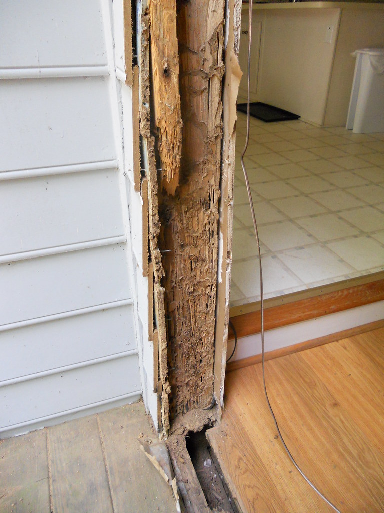 Se débarrasser des termites : le faire soi-même pour faire appel à des professionnels ?